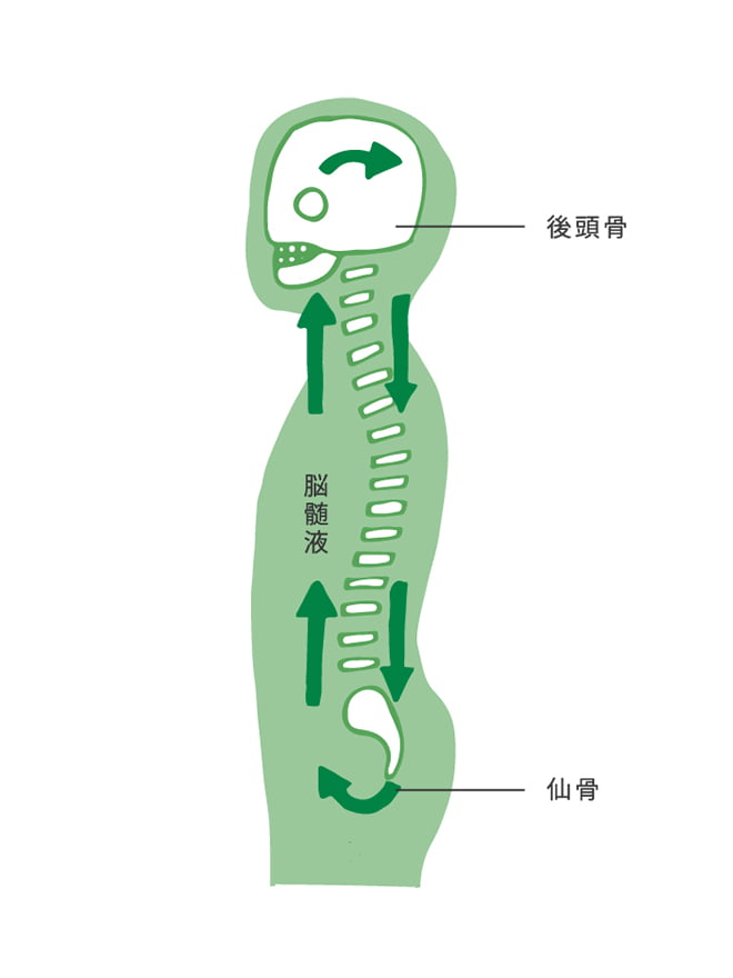 SOTについて（仙骨後頭骨テクニック）